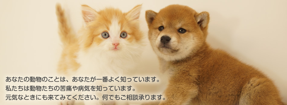 犬と猫